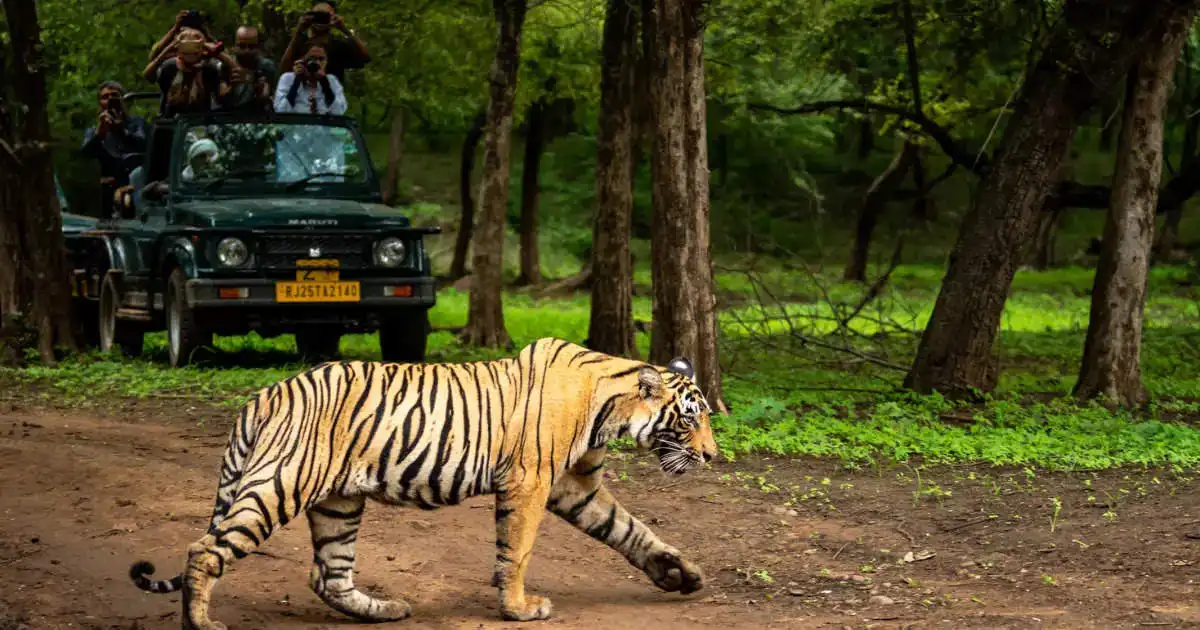 Wildlife Safari Ride